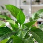 entdecken sie, warum diese zimmerpflanze effektiv feinstaub aus der luft filtert und so für ein gesünderes raumklima sorgt.